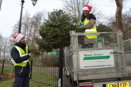 Isabel Hospice Christmas Tree recycling scheme returns for 2024 ...
